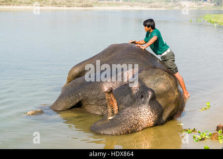 Eine domestizierte Elefanten erhält von seinem mahout in einem seichten Fluss gewaschen Stockfoto