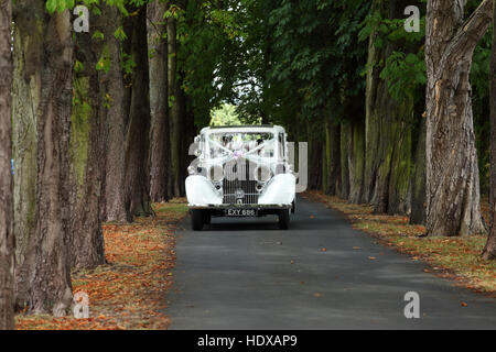 Ein weißen Rolls-Royce Hochzeit Oldtimer kommt entlang eine Allee von Bäumen Stockfoto