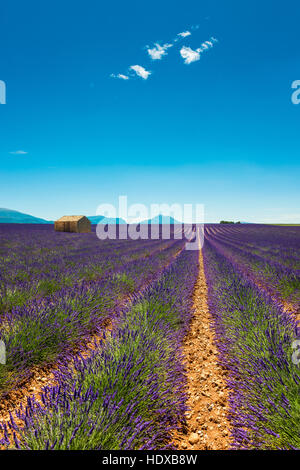 Scheune in Lavendel Feld in Südfrankreich Stockfoto