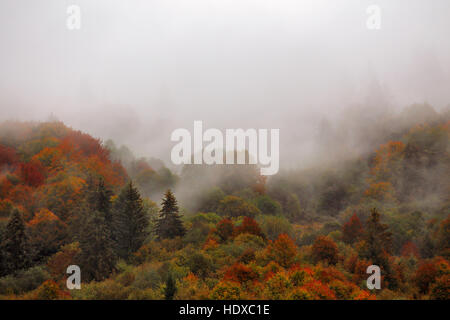 Herbstregen in Karpaten Bergwald. Bunte Holz in Wolken von Nebel Stockfoto