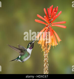 White-bellied Woodstar Kolibri (Chaetocercus Mulsant) Fütterung auf Red Hot Poker (Kniphofia Stockfoto