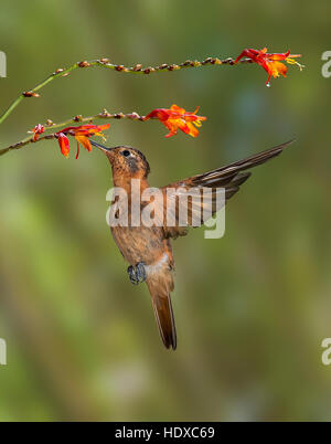 Glänzende Sunbeam Kolibri (Aglaeactis Cupripennis) Fütterung auf Blumen Stockfoto