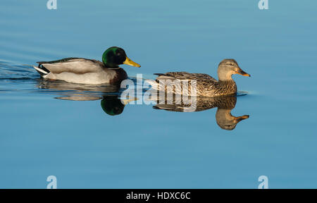 Paar Stockenten (Anas Platyrhynchos) mit Reflexion Stockfoto