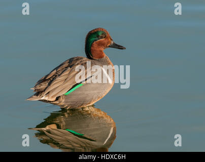 Grün – geflügelte Krickente (Anas Carolinensis), Männlich, mit Reflexion Stockfoto