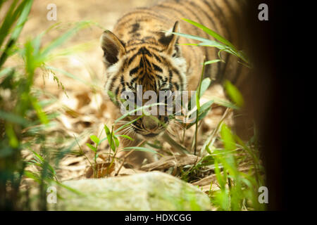 Tiger Cub Stängel durch den Dschungel und macht Blickkontakt mit der Kamera Stockfoto