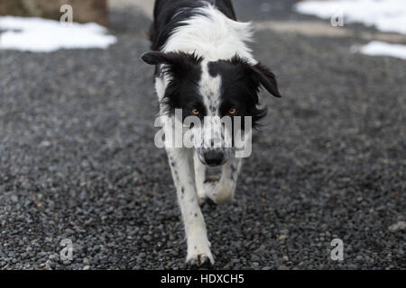 Frontalansicht des Hund (Border Collie) zu Fuß auf Schotter in die Kamera schaut mit Augenkontakt Stockfoto