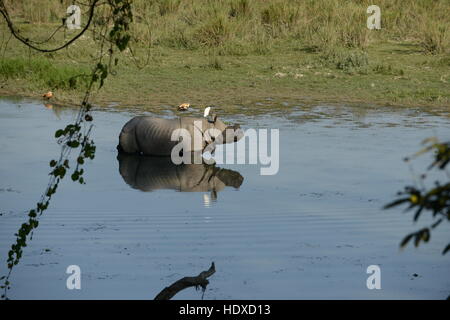 Eine größere einen gehörnten Nashorn in Kaziranga Nationalpark in Assam. Stockfoto