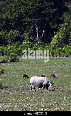 Eine größere einen gehörnten Nashorn in Kaziranga Nationalpark in Assam. Stockfoto