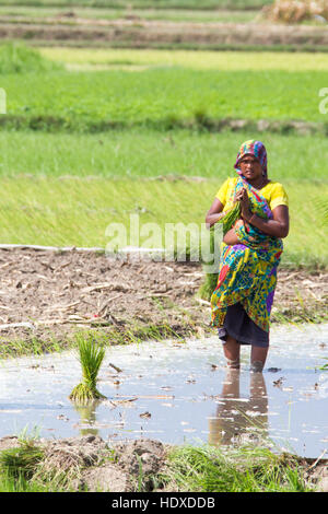 Frau hält beim Pflanzen Reis in der Terai Region Nepals, namaste Stockfoto