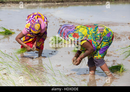 Anbau von Reis in der Terai Region Nepals Stockfoto