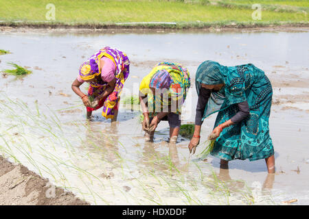 Anbau von Reis in der Terai Region Nepals Stockfoto