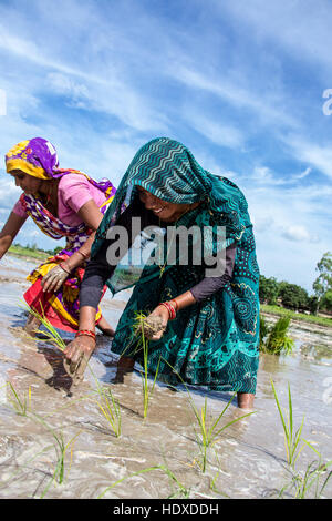 Anbau von Reis in der Terai Region Nepals Stockfoto