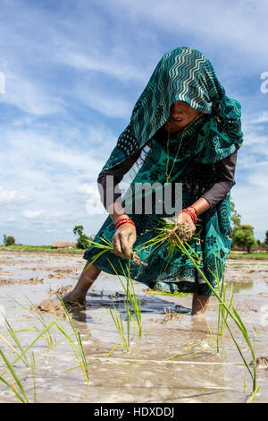 Anbau von Reis in der Terai Region Nepals Stockfoto