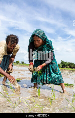 Anbau von Reis in der Terai Region Nepals Stockfoto