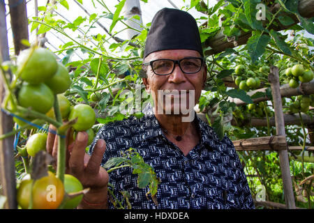 Mann in seinem Gewächshaus Tomaten in Kesai Bezirk von Nepal Stockfoto