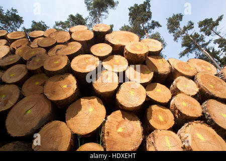 Holzstapel im Pinienwald, Feldberger Seenlandschaft, Landkreis Mecklenburgische Seenplatte, Mecklenburg-Vorpommern, Deutschland Stockfoto