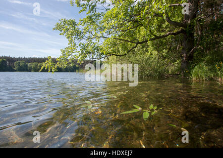 Dreetzsee, Carwitz, Feldberger Seenlandschaft, Landkreis Mecklenburgische Seenplatte, Mecklenburg-Vorpommern, Deutschland Stockfoto