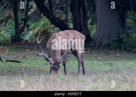 Rotwild-Hirsch (Cervus Elaphus) ernähren sich von Eicheln nach der Brunft - New Forest, Hampshire, England Stockfoto