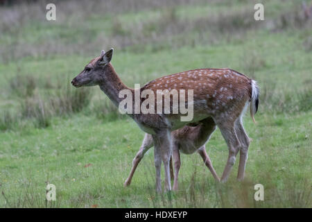 Damwild Doe (Dama Dama) mit Spanferkel, gut gewachsene fawn - Ende Oktober, New Forest, Hampshire, England Stockfoto