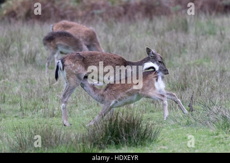 Damwild Doe (Dama Dama) mit Spanferkel, gut gewachsene fawn - Ende Oktober, New Forest, Hampshire, England Stockfoto