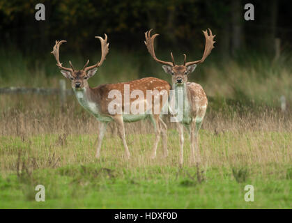 Dollar der Damhirsch (Dama Dama) im Spätsommer Mantel - New Forest, Hampshire, England Stockfoto