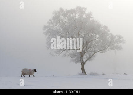 Schafe in einer winterlichen Landschaft des Einfrierens, Nebel, Schnee und Eis auf Walltown Klippen, Hadrianswall, Northumberland Stockfoto