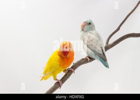 Gelbe Lobebird und Pastell blau Forpus auf Zweig weißer Hintergrund Stockfoto