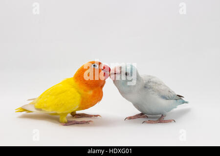 Gelbe Lobebird und Pastell blau Forpus auf weißem Hintergrund Stockfoto