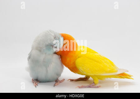 Gelbe Lobebird und Pastell blau Forpus auf weißem Hintergrund Stockfoto