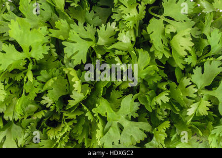 Koriander oder Koriander Blätter (Coriandrum Sativum) Blätter Nahaufnahme Hintergrund Stockfoto
