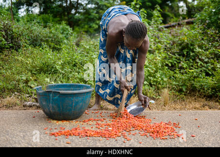 Trocknung und rote Paprika, nigerianische Landschaft sammeln Stockfoto