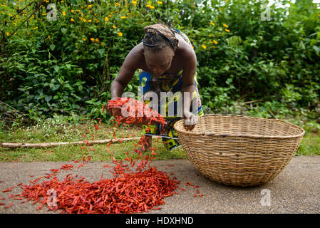 Trocknung und rote Paprika, nigerianische Landschaft sammeln Stockfoto