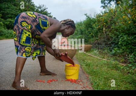 Trocknung und rote Paprika, nigerianische Landschaft sammeln Stockfoto