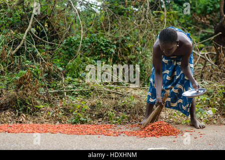 Trocknung und rote Paprika, nigerianische Landschaft sammeln Stockfoto