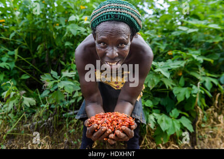 Trocknung und rote Paprika, nigerianische Landschaft sammeln Stockfoto