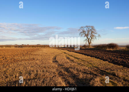 Ein einsamer Asche Baum durch eine teilweise geräumte Stoppelfeld auf den malerischen Yorkshire Wolds im Herbst. Stockfoto