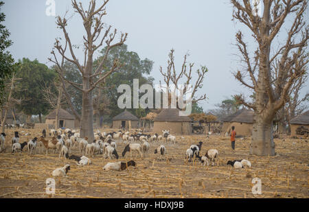 Landleben in einem Fulani-Dorf der Sahelzone im nordöstlichen Burkina Faso Stockfoto