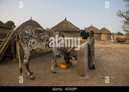 Landleben in einem Fulani-Dorf der Sahelzone im nordöstlichen Burkina Faso Stockfoto