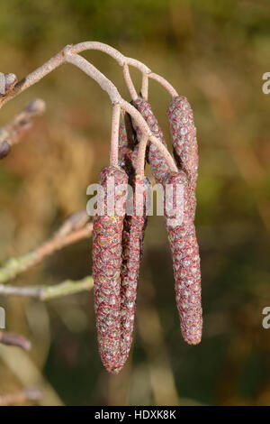 Schwarzerle - Alnus Glutinosa männlichen Kätzchen im Frühwinter Stockfoto