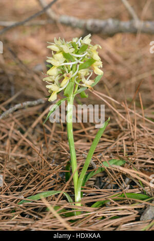 Roman Orchidee - Dactylorhiza Romana ganze Pflanze in Zypern Kiefernwald Stockfoto