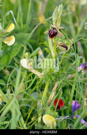 Ophrys Morio Orchidee mit behaarte gelbe Wicke - Vicia Hybrida, dreiblättrige Bellevalia - Bellevalia trifoliata Stockfoto