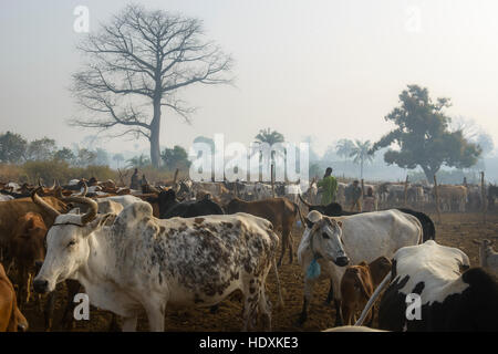 Rinderfarm im nördlichen Côte d ' Ivoire (Elfenbeinküste) Stockfoto