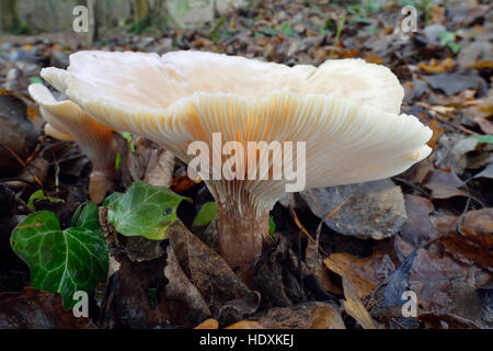 Zwei Trooping Trichter Pilze im Wald - Clitocybe geotropa Stockfoto