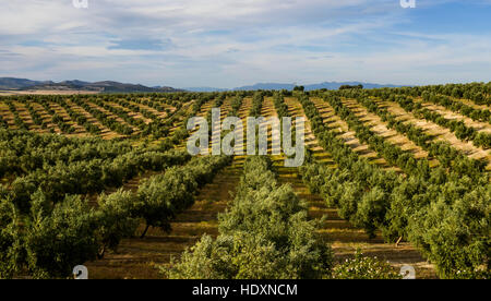 Olive Tree Felder, Andalusien, Spanien Stockfoto