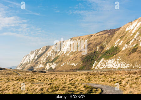 Die weißen Klippen hinter Samphire Hoe, Dover, England. Stockfoto