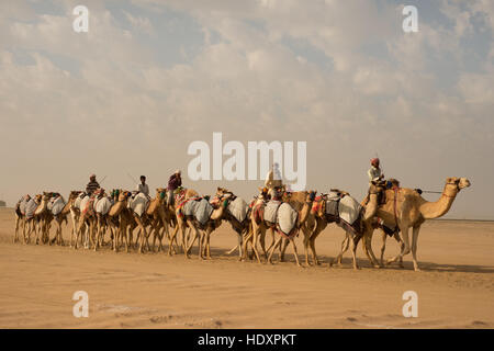 Heutigen Kamel Zug, Dubai Stockfoto