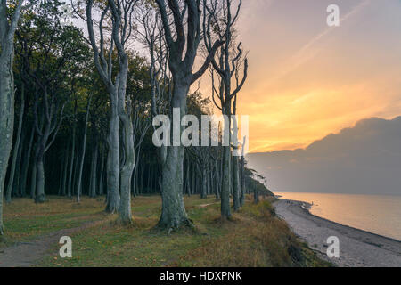 Gespensterwald Nienhagen, Mecklenburg-Western Pomerania, Deutschland Stockfoto