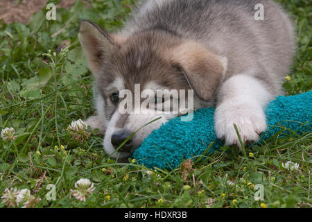 Alaska Malamute Welpen entspannt sich mit Spielzeug Stockfoto