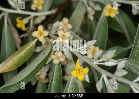 Öl-Weide, Elaeagnus Angustifolia, Schmalblättrige Ölweide, Elaeagnus Angustifolius, Ölweiden, russische Olive Stockfoto