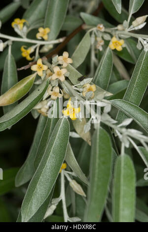 Öl-Weide, Elaeagnus Angustifolia, Schmalblättrige Ölweide, Elaeagnus Angustifolius, Ölweiden, russische Olive Stockfoto